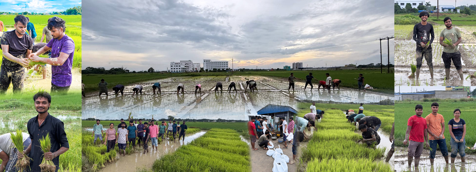 Agriculture Field Work